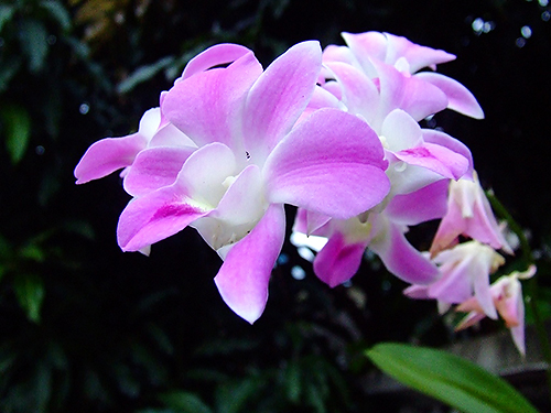 タイ古式マッサージ チャンタイ　タイイメージ写真